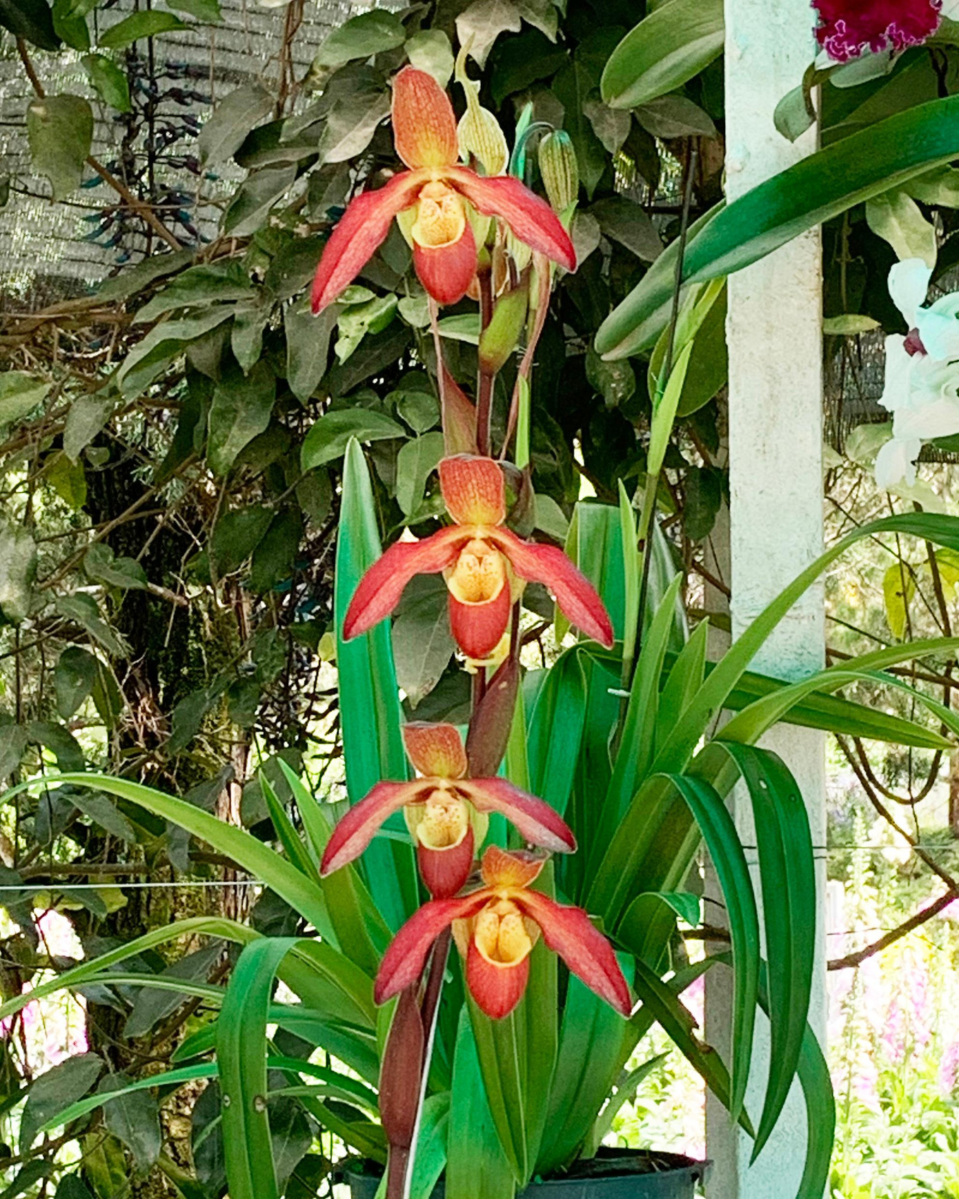 Hoa đẹp được bình chọn Hoa đẹp được bình chọn