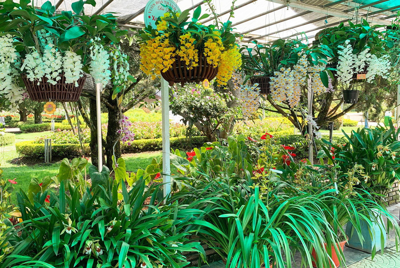 Hoa bừng nở rực rỡ Hoa bừng nở rực rỡ