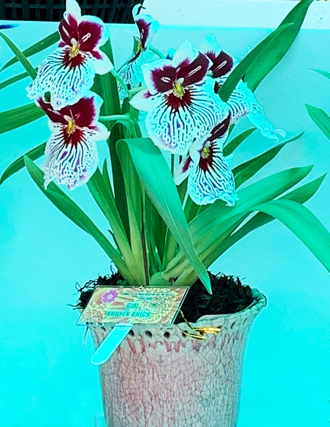 Một tác phẩm đạt giải Một tác phẩm đạt giải