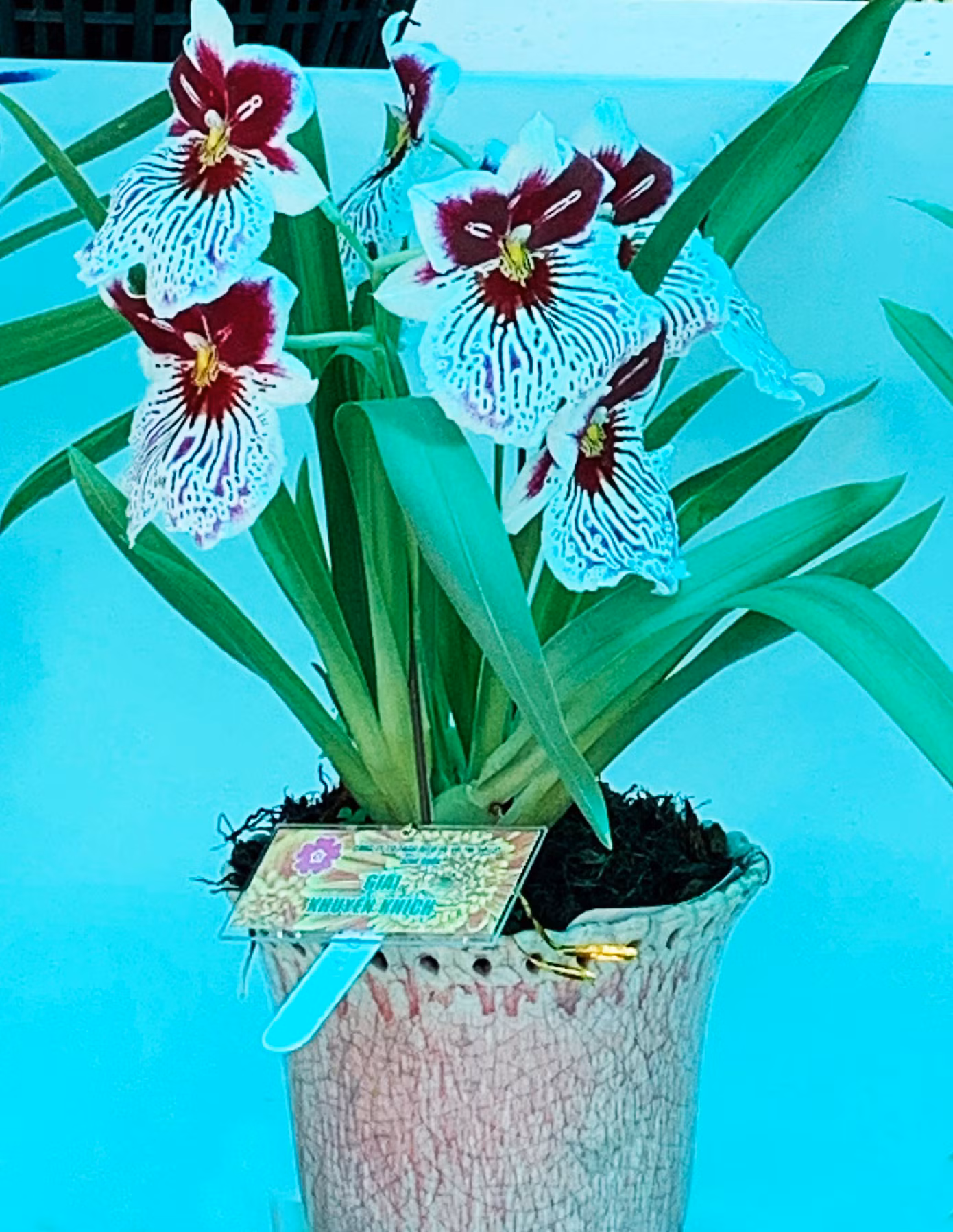 Một tác phẩm đạt giải