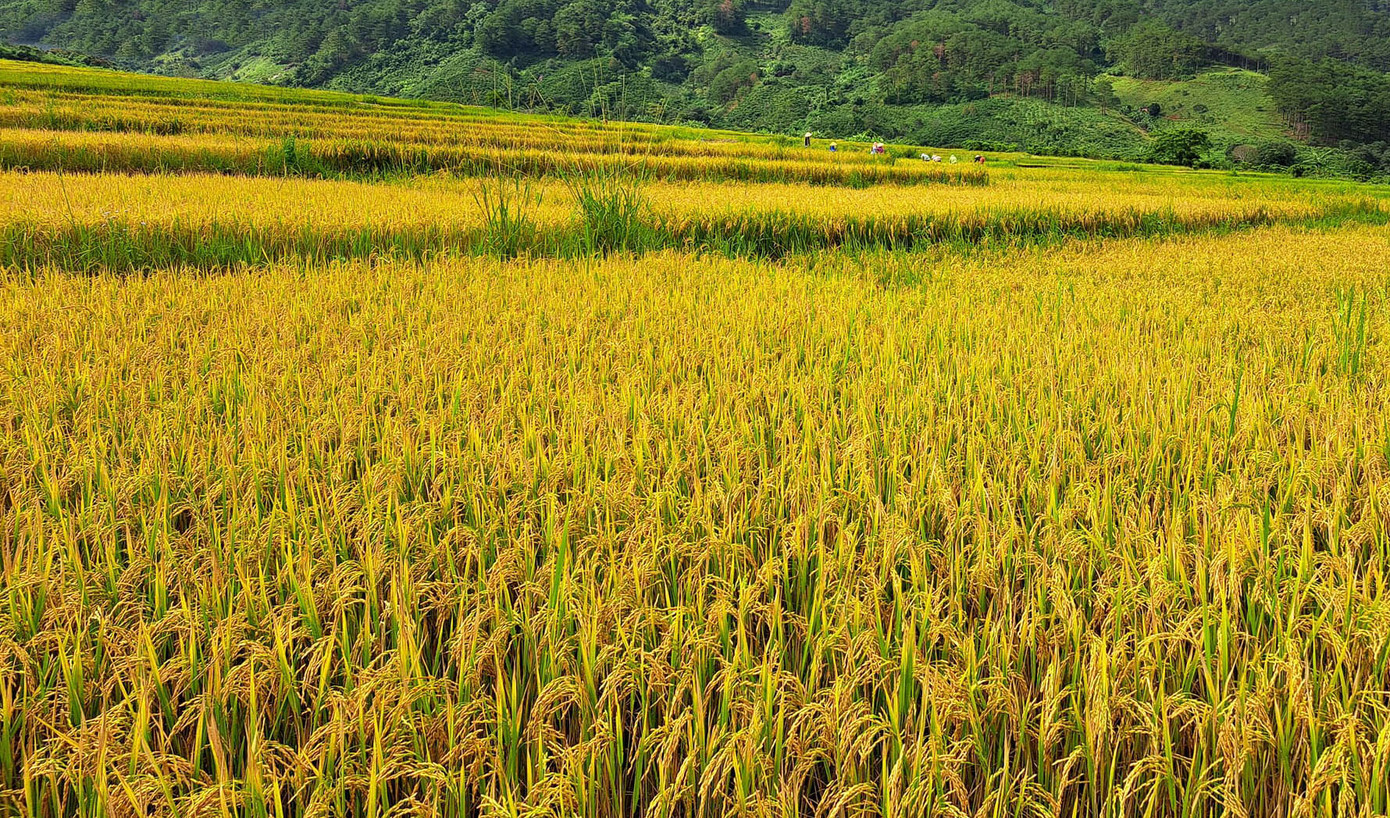 Cánh đồng lúa nước cho năng suất cao