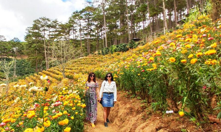 Dạo chơi trong vườn hoa dưới tán thông