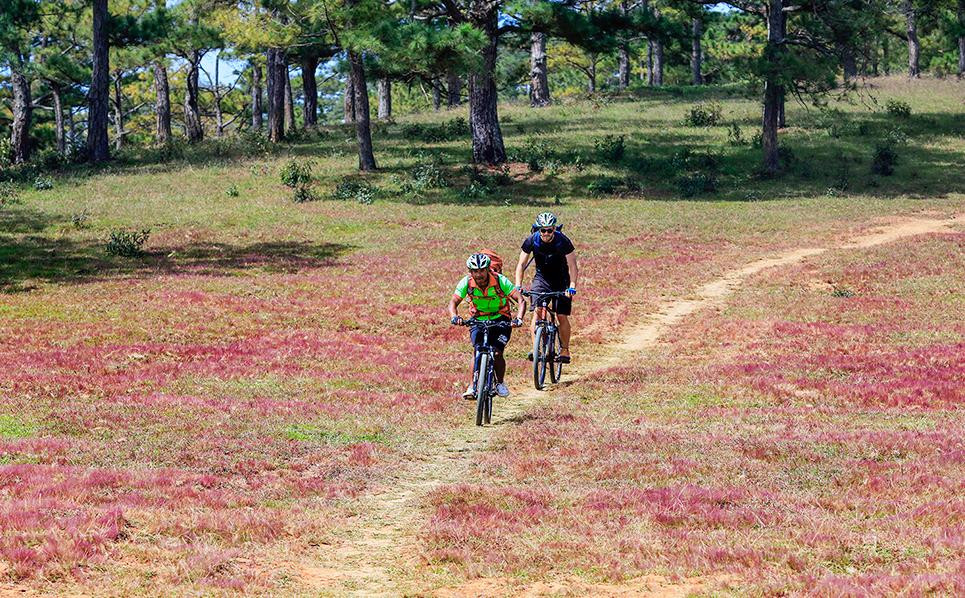 Đạp xe trên đồi cỏ hồng