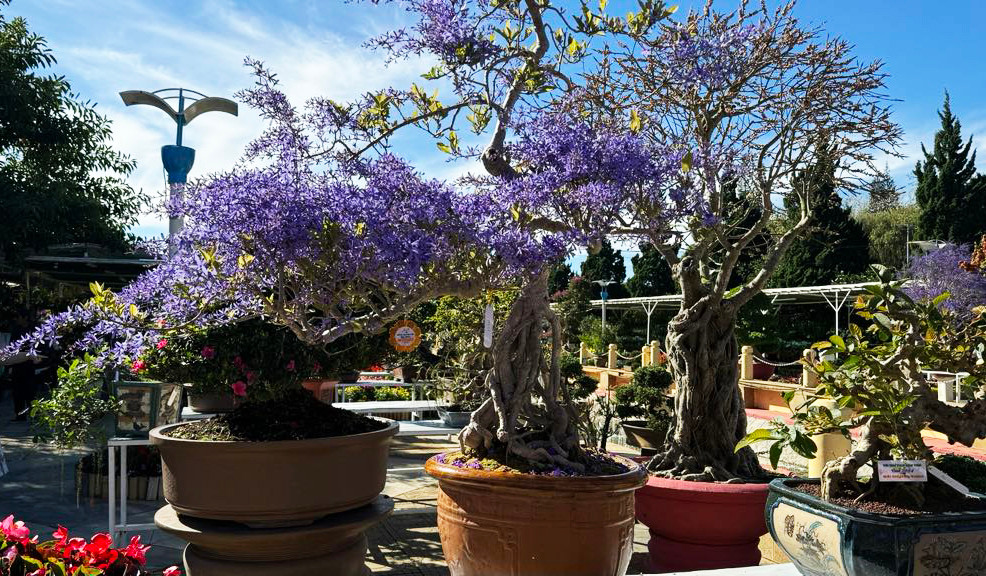 Cây kiểng hoa đạt giải tại hội thi hoa - cây kiểng 2024. Cây kiểng hoa đạt giải tại hội thi hoa - cây kiểng 2024.