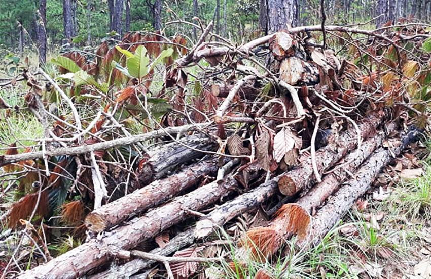 Hiện trường vụ phá rừng ở Lâm Đồng