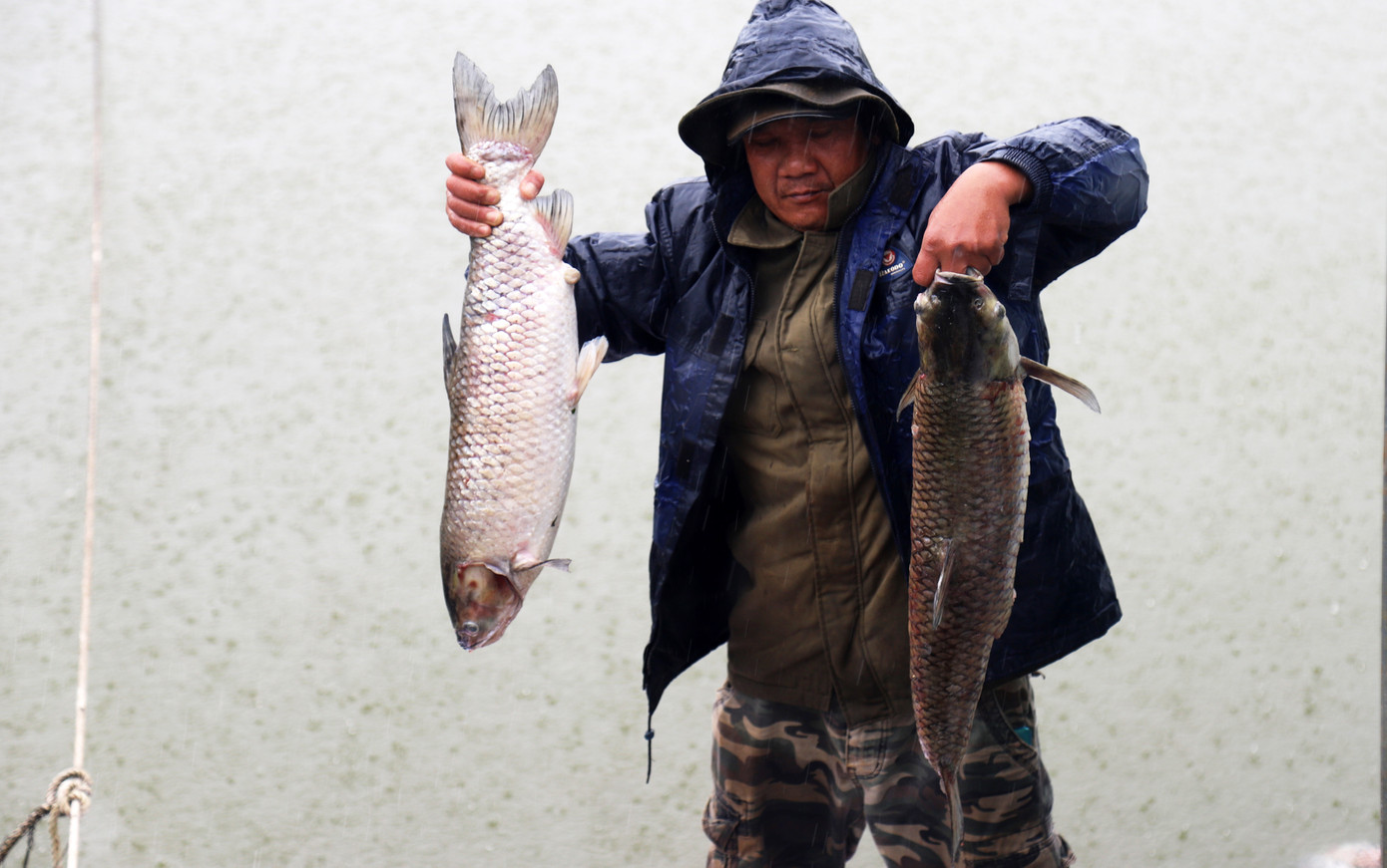 Nhiều con cá có trọng lượng gần 8 kg bị chết