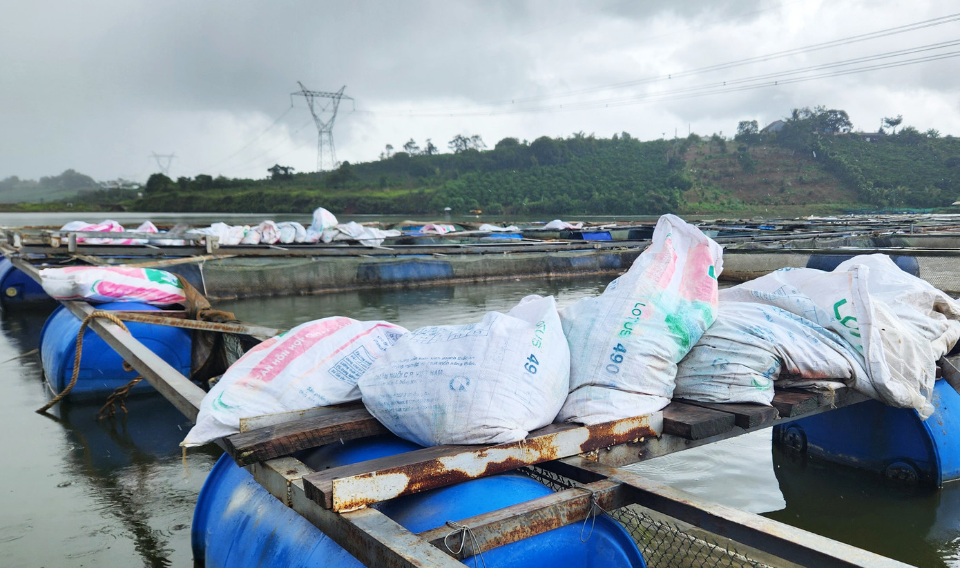 Vớt cá chết, cho vào bao để bán cho người sản xuất phân bón