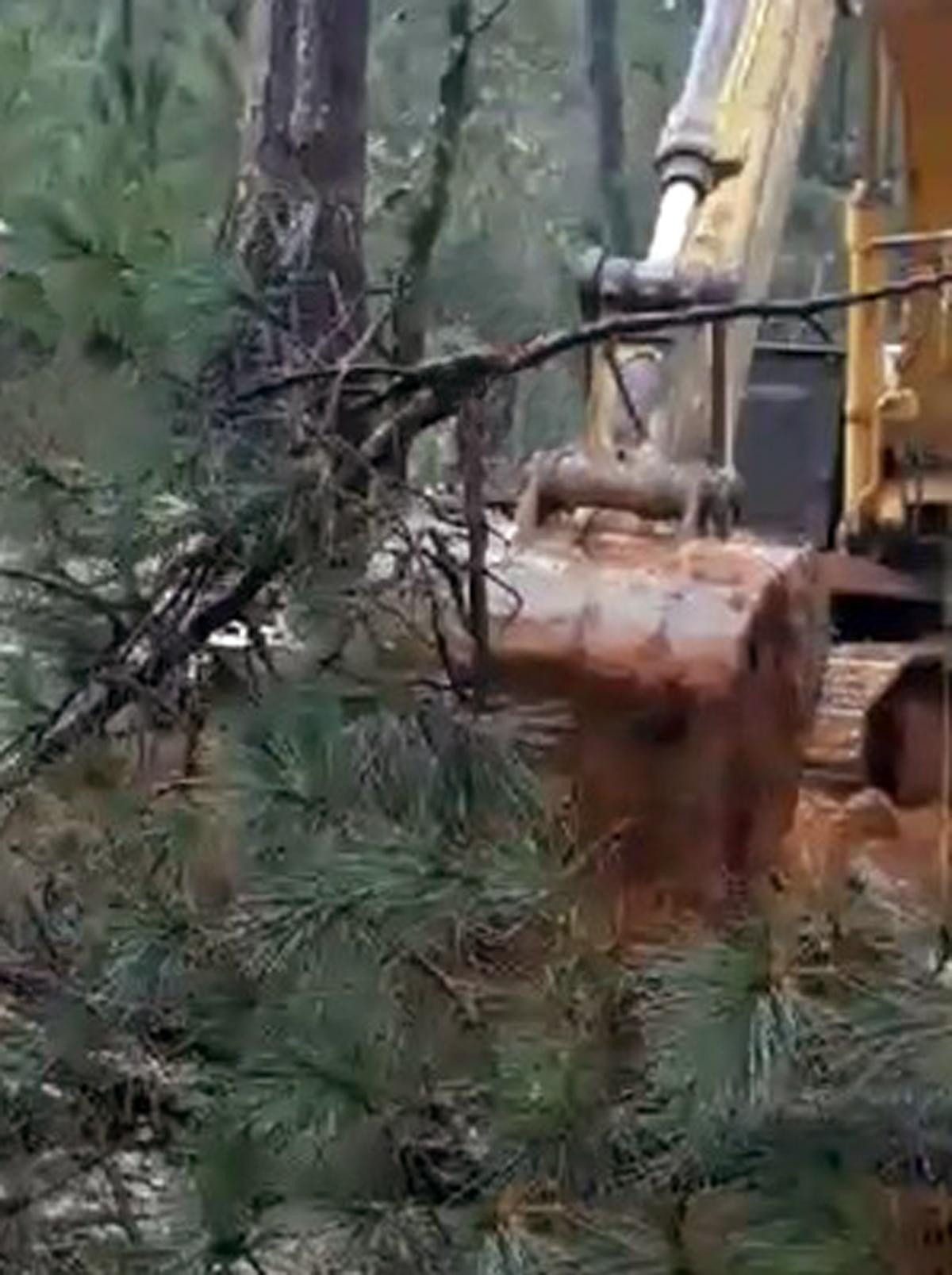 Có doanh nghiệp lén lút triệt hạ cây thông để triển khai dự án Có doanh nghiệp lén lút triệt hạ cây thông để triển khai dự án