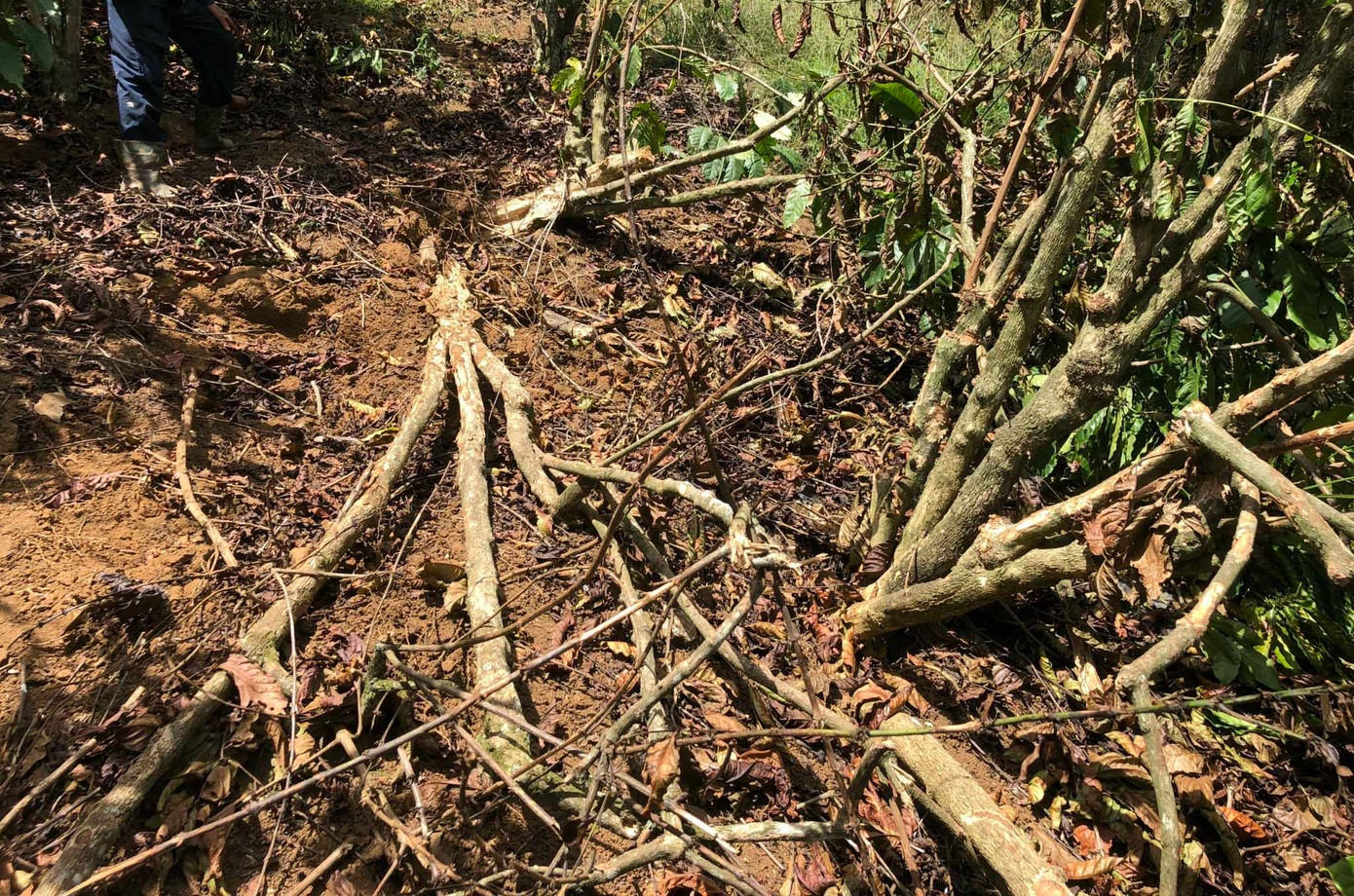 Đá lăn xuống vườn làm hư hại cây cà phê.