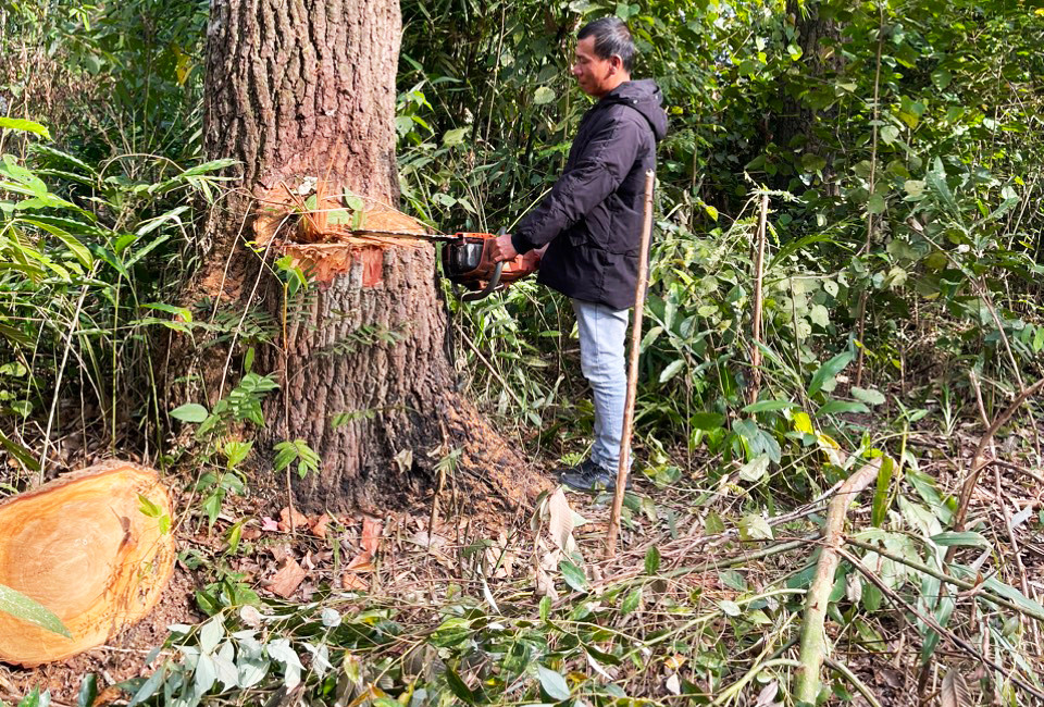Thực nghiệm hiện trường vụ dùng cưa máy cưa hạ cây rừng ở TK 286A Thực nghiệm hiện trường vụ dùng cưa máy cưa hạ cây rừng ở TK 286A