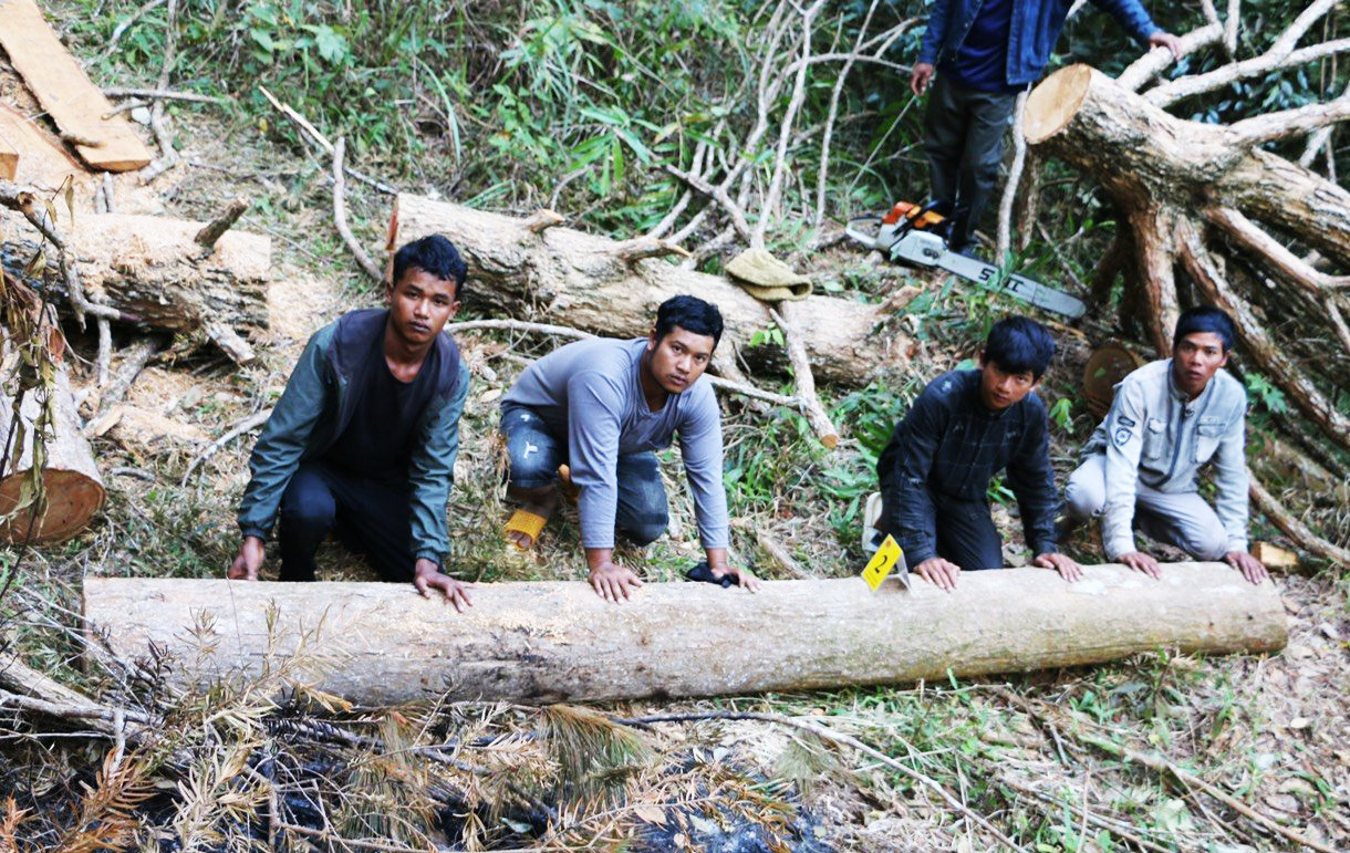 Dựng hiện trường cây gỗ lớn bị nhóm đối tượng cưa hạ Dựng hiện trường cây gỗ lớn bị nhóm đối tượng cưa hạ