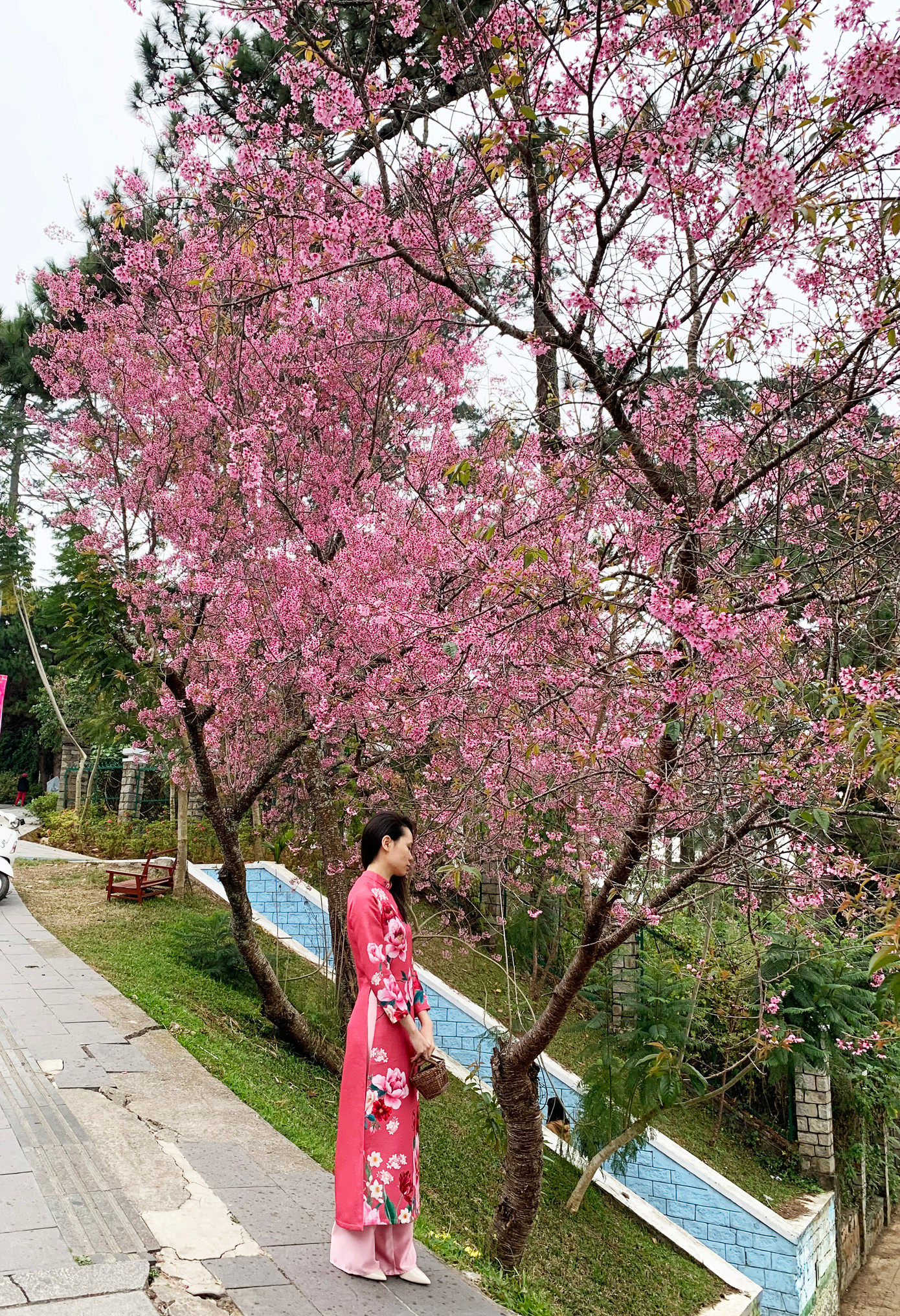 Diện áo dài truyền thống chụp ảnh cùng hoa Diện áo dài truyền thống chụp ảnh cùng hoa