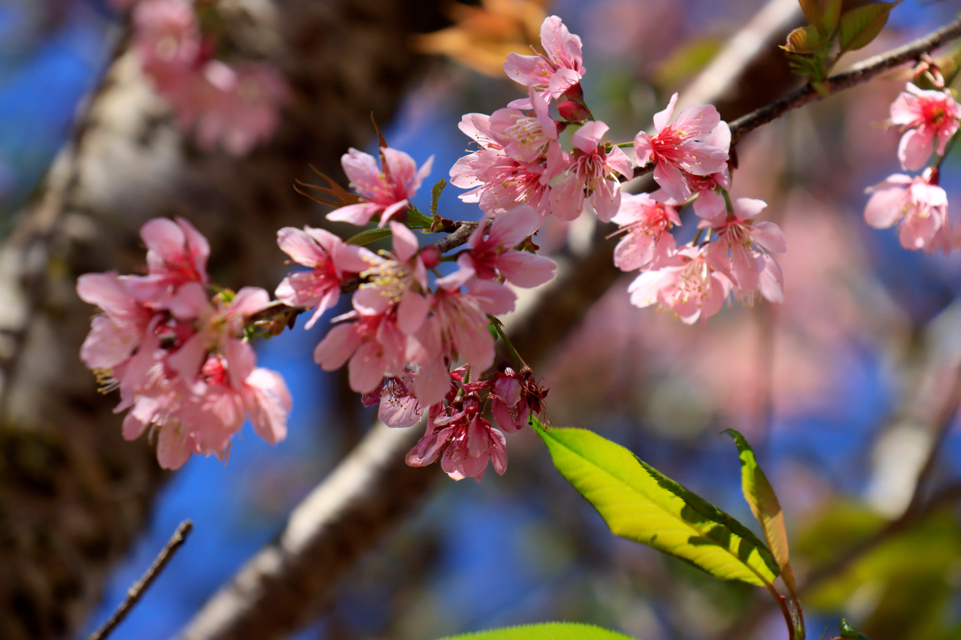 Mai anh đào hồng thắm sắc xuân Mai anh đào hồng thắm sắc xuân