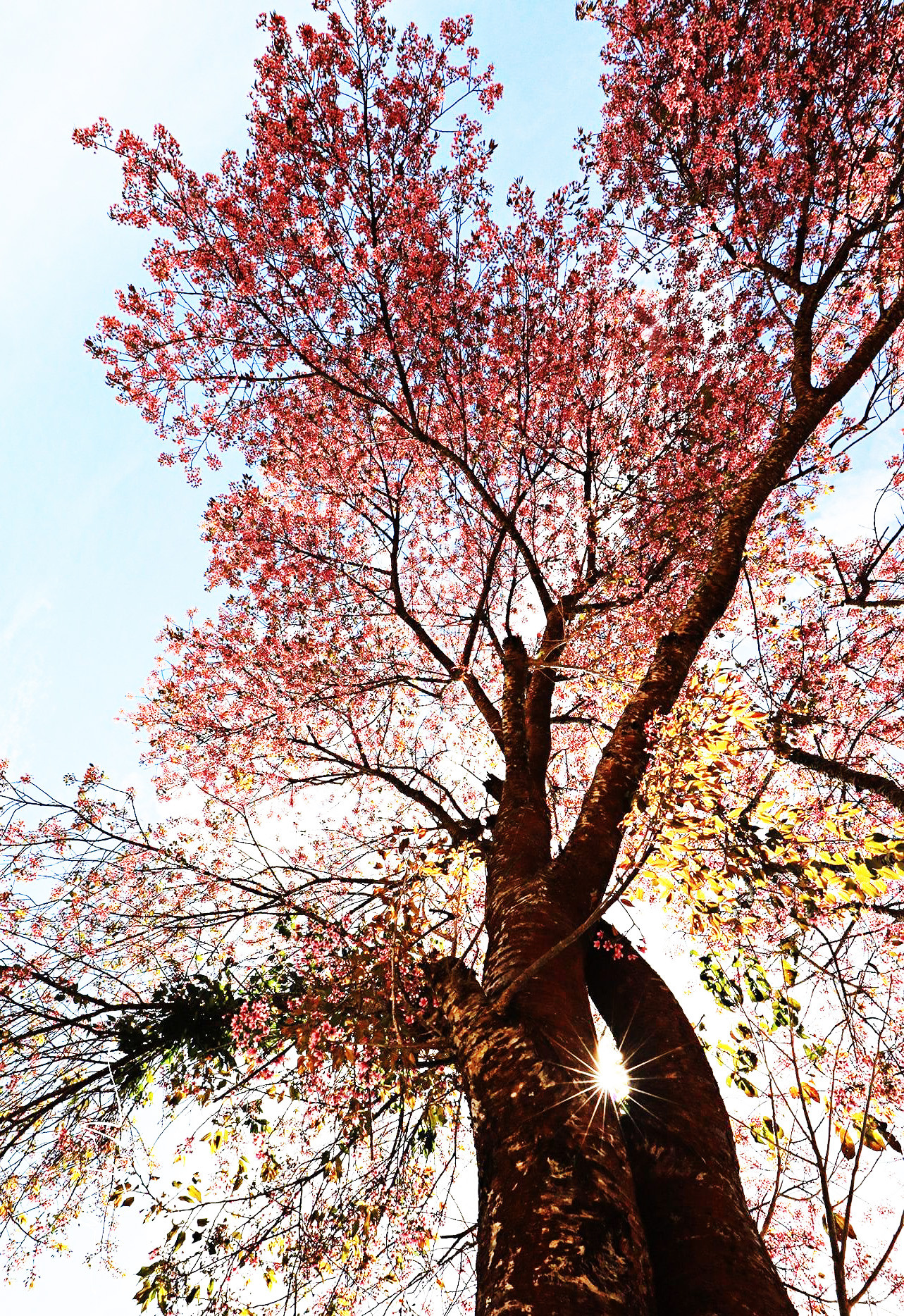 Cây càng lâu năm thì sắc hoa càng thắm Cây càng lâu năm thì sắc hoa càng thắm