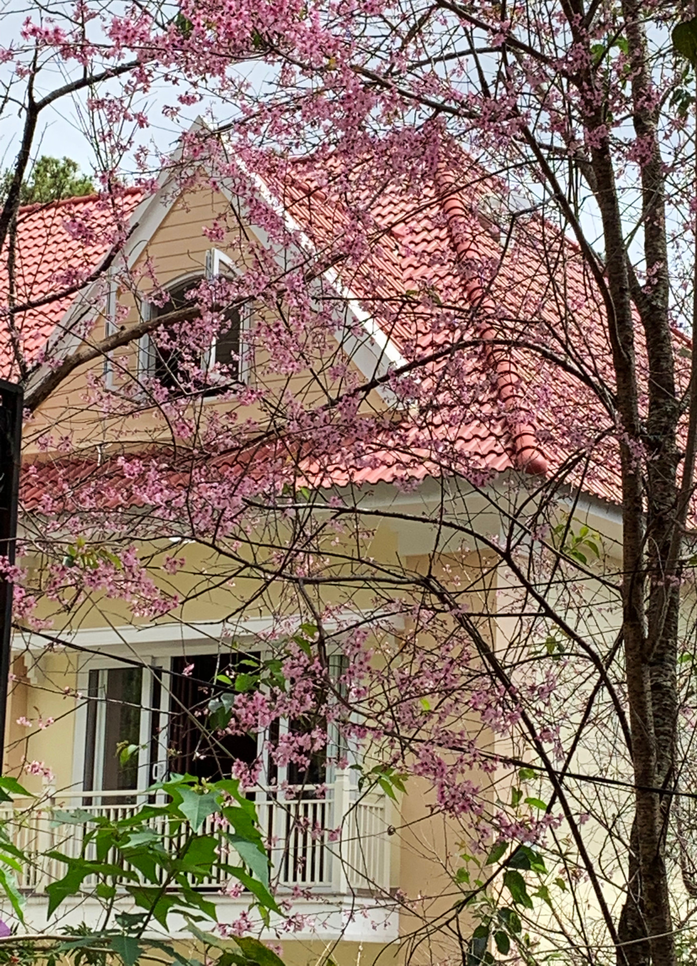 Mai anh đào tô thắm các tòa biệt thự Mai anh đào tô thắm các tòa biệt thự