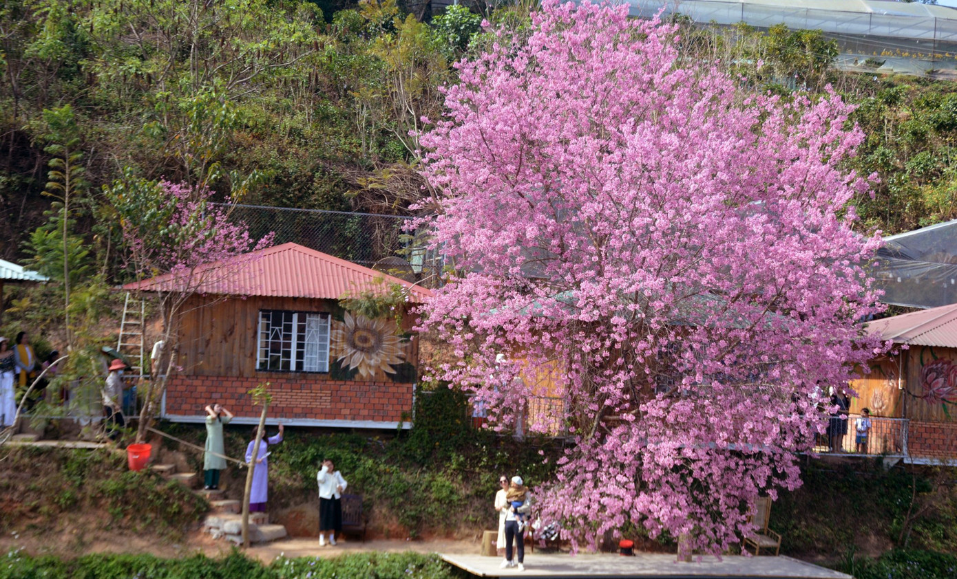Nhiều người xếp hàng, chờ đến lượt check-in bên cây mai anh đào Nhiều người xếp hàng, chờ đến lượt check-in bên cây mai anh đào