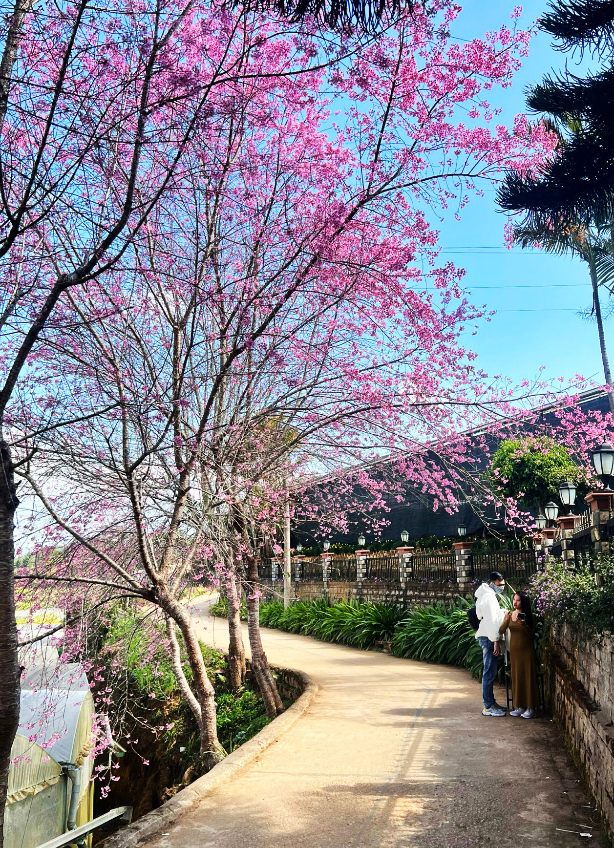 Duyên dáng con ngõ nhỏ ở Đà Lạt Duyên dáng con ngõ nhỏ ở Đà Lạt