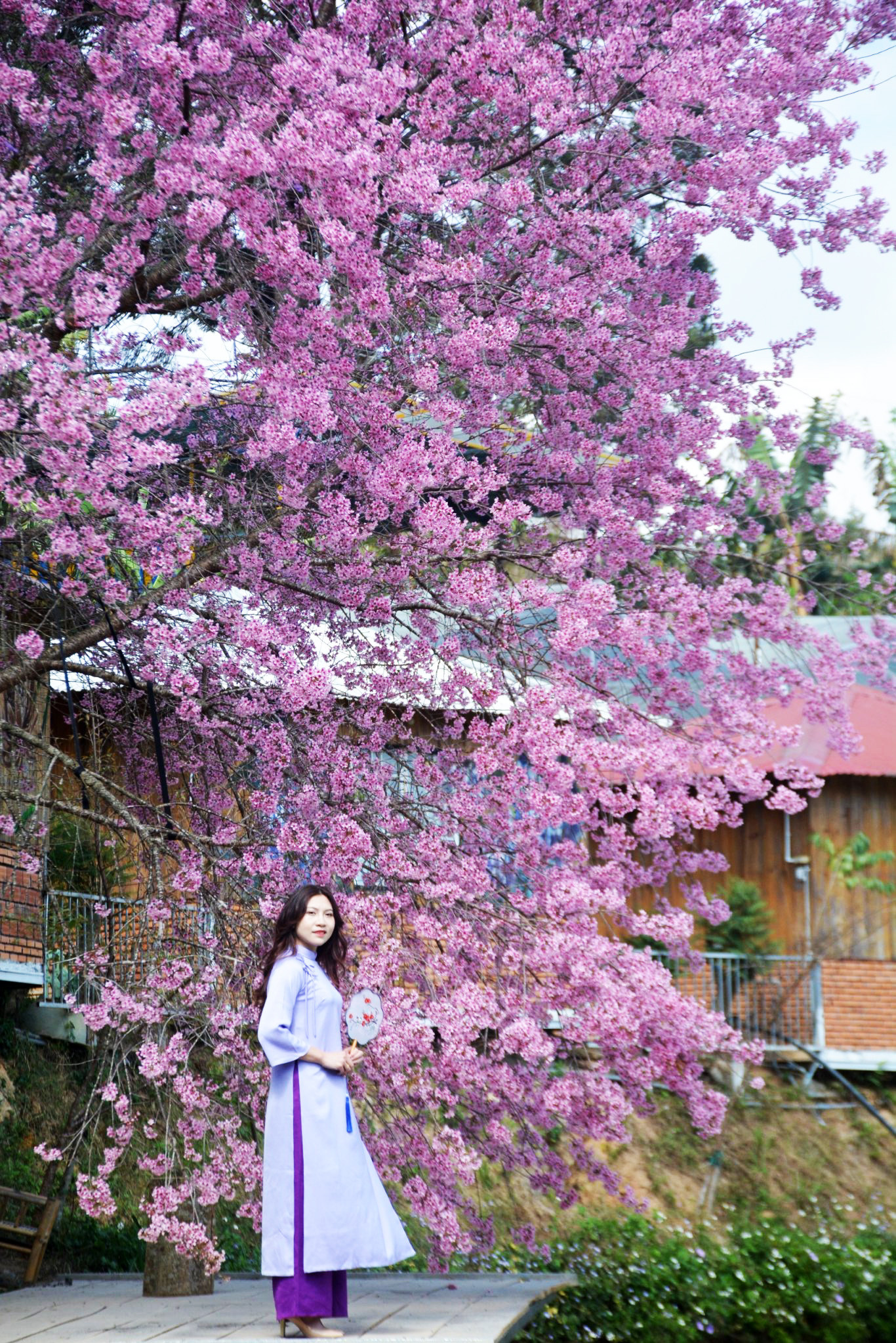 Khung cảnh như ở xứ sở hoa đào Nhật Bản Khung cảnh như ở xứ sở hoa đào Nhật Bản