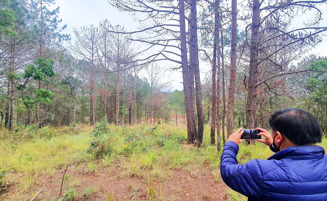 Rừng thông bị đầu độc chết đứng ở xã Hiệp An, huyện Đức Trọng