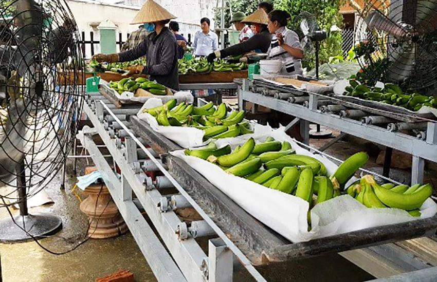 Dây chuyền sơ chế chuối Laba để xuất khẩu sang Nhật Bản Dây chuyền sơ chế chuối Laba để xuất khẩu sang Nhật Bản
