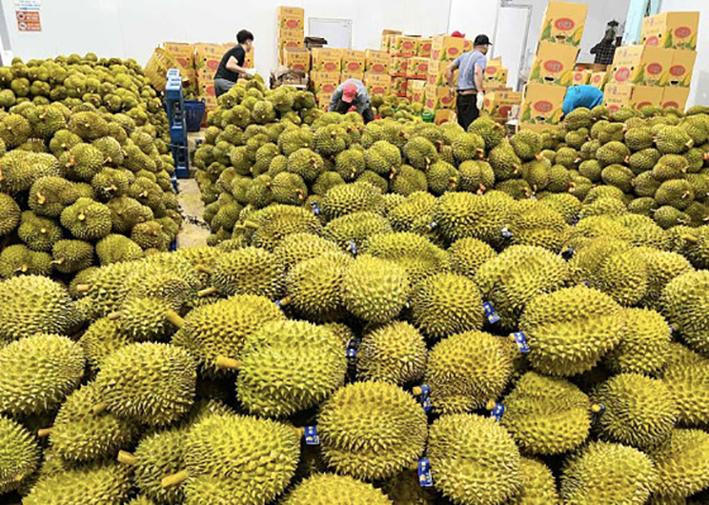 Sầu riêng được xuất khẩu chính ngạch sang Trung Quốc Sầu riêng được xuất khẩu chính ngạch sang Trung Quốc