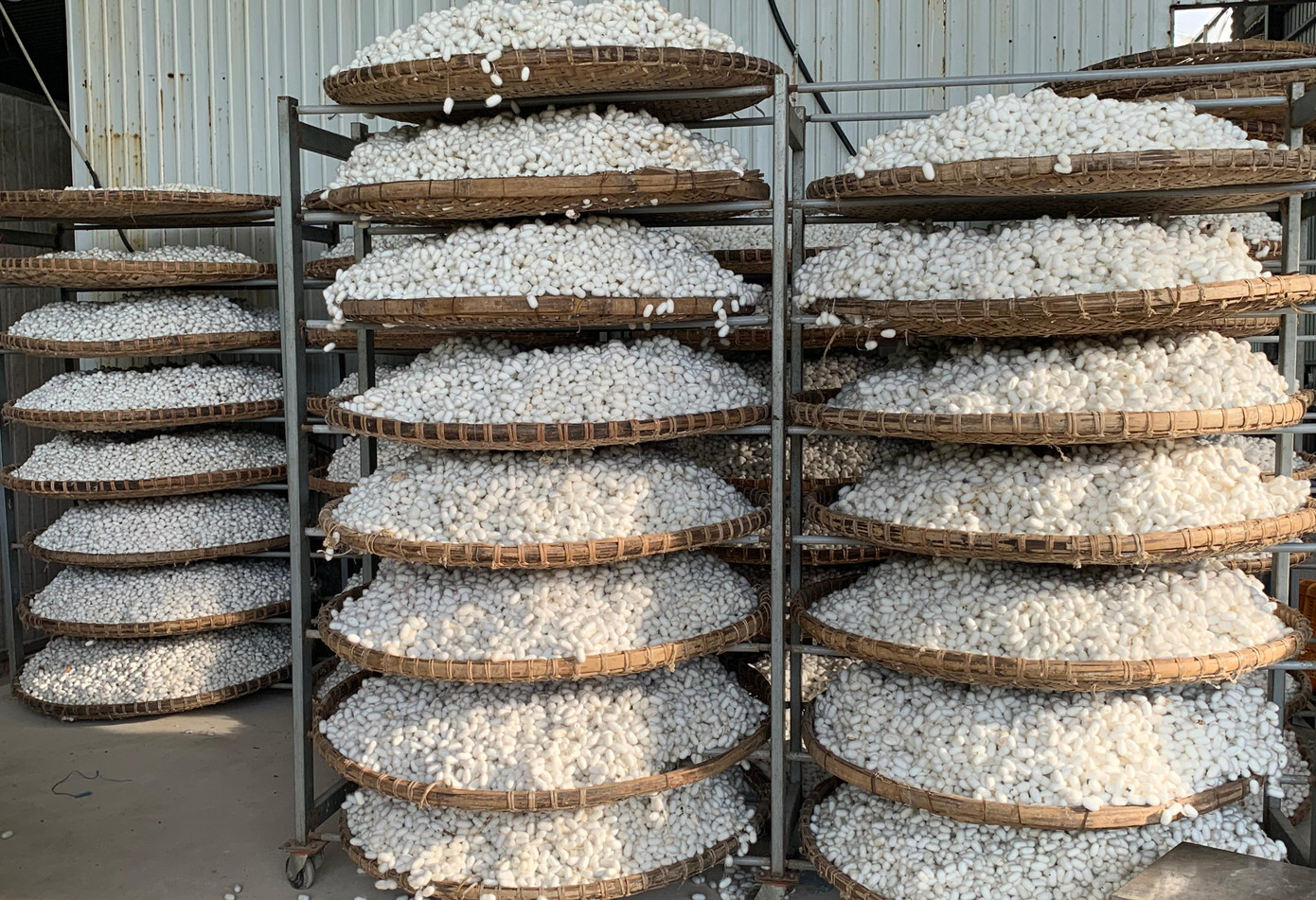 Chất lượng kén tằm ở Đam Rông khá cao Chất lượng kén tằm ở Đam Rông khá cao