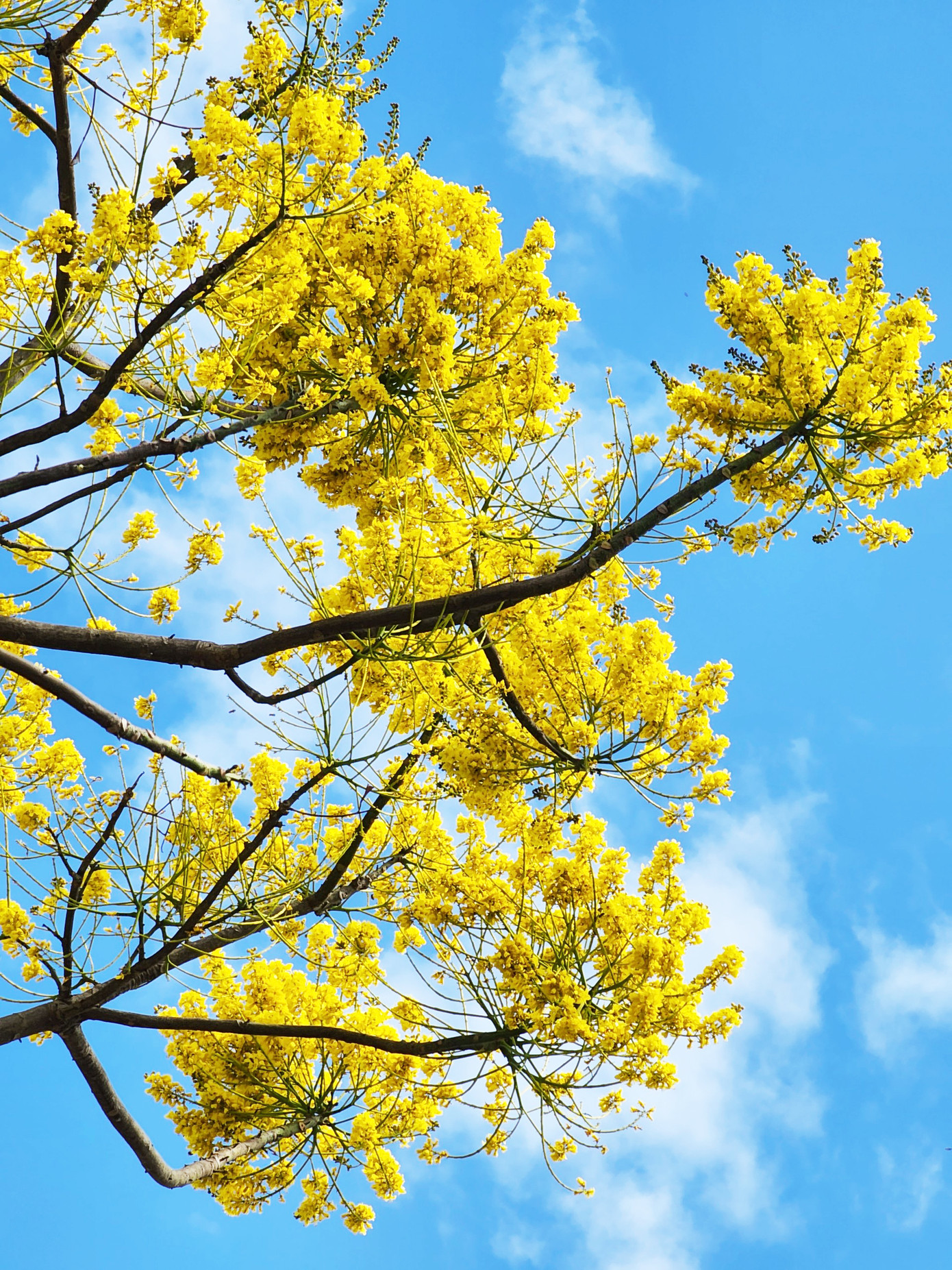 Hoa phượng bung nở rực rỡ trên nền trời xanh Hoa phượng bung nở rực rỡ trên nền trời xanh