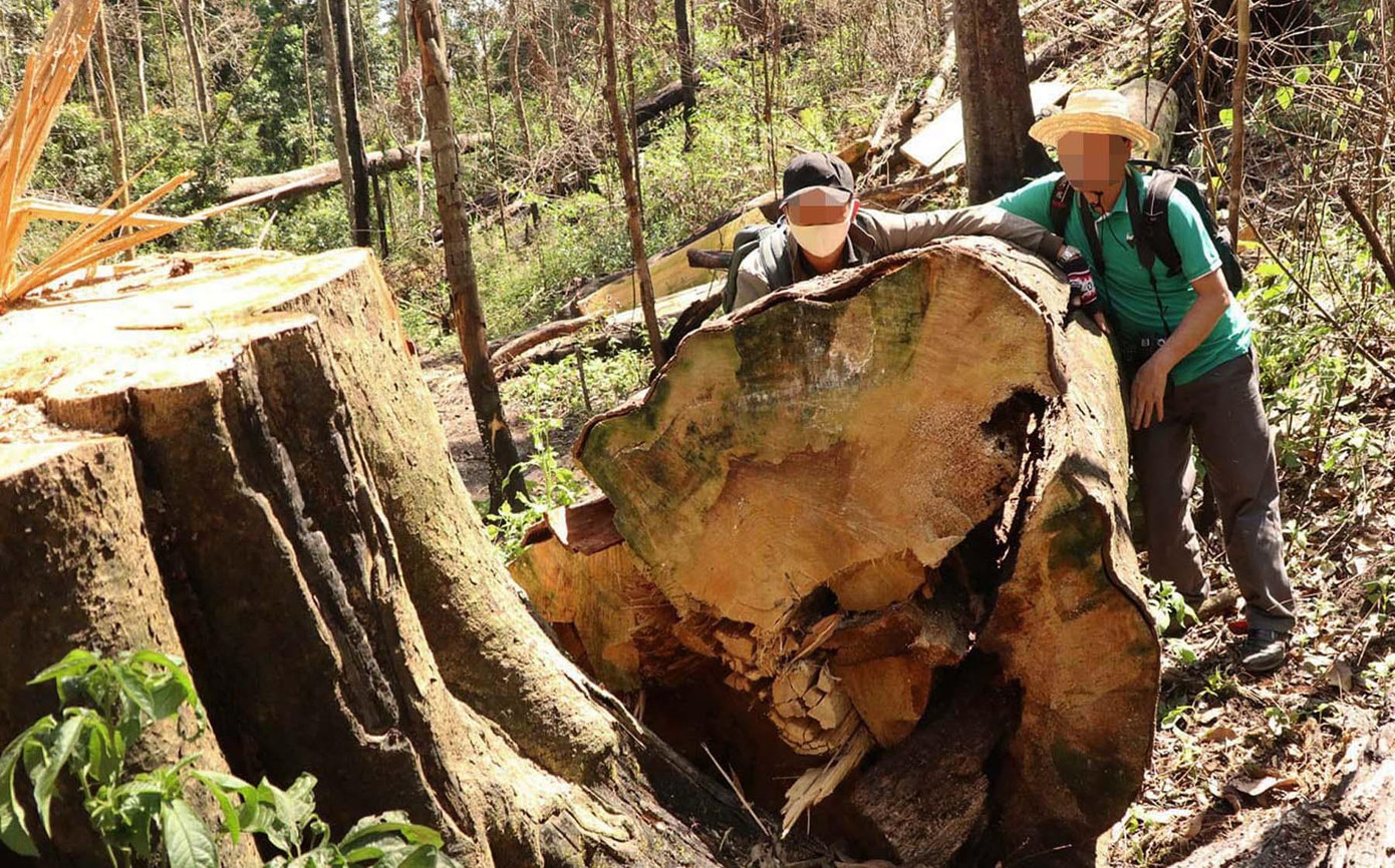 Bạch tùng với đường kính cực lớn bị "xẻ thịt"