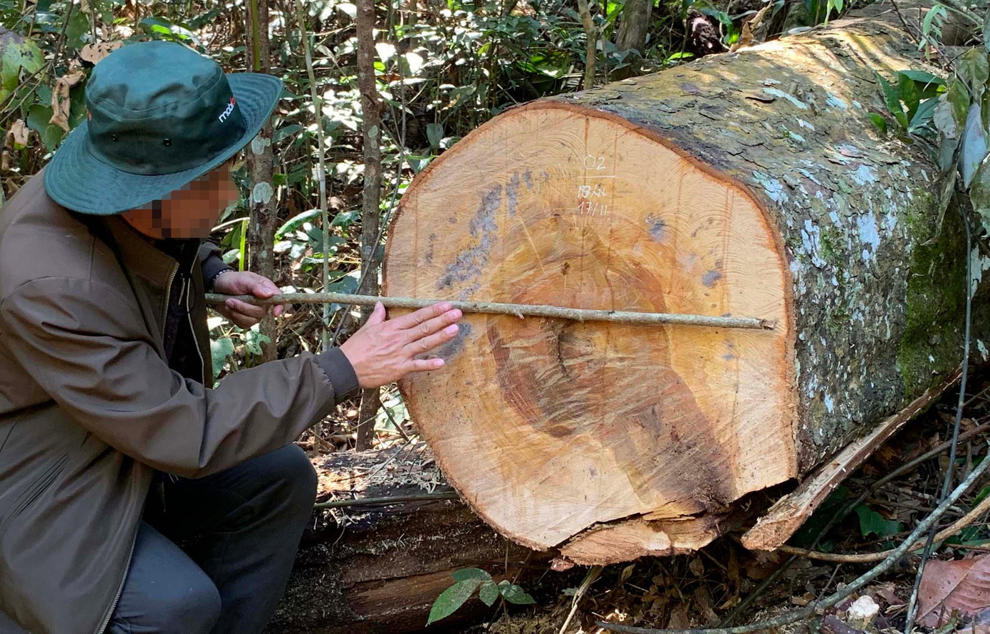 Cây rừng nguyên sinh bị lâm tặc đốn hạ