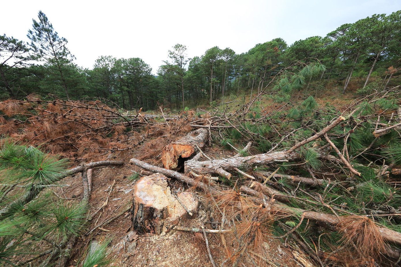 Rừng phòng hộ ở TK 143 bị cưa hạ ngổn ngang