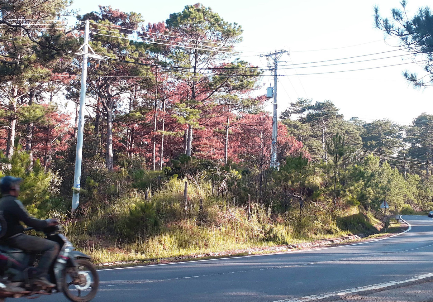 Rừng ven đường Đà Lạt-Nha Trang bị đầu độc chết đứng