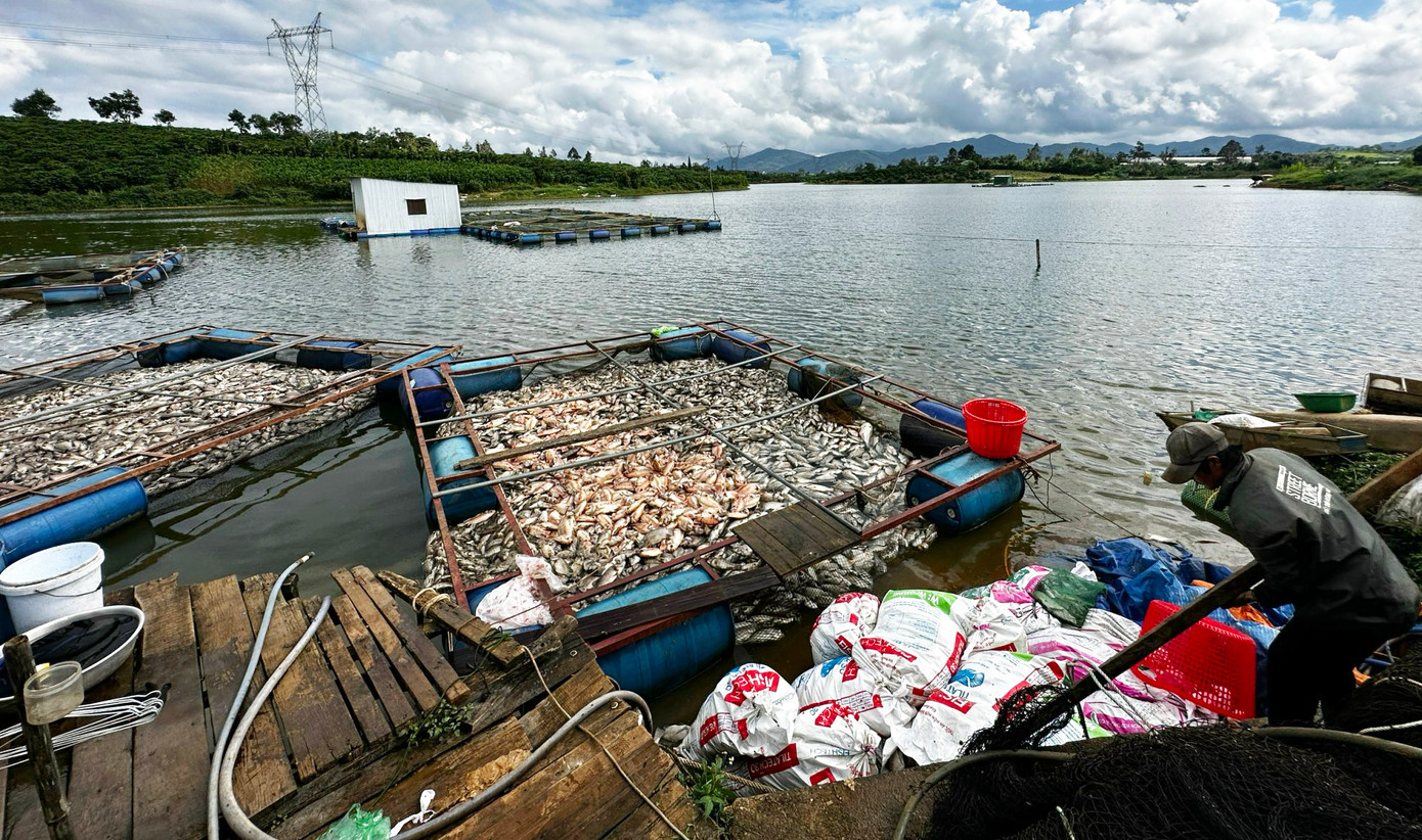 Gom cá chết vào bao để bán cho những người sản xuất phân bón với giá rẻ.