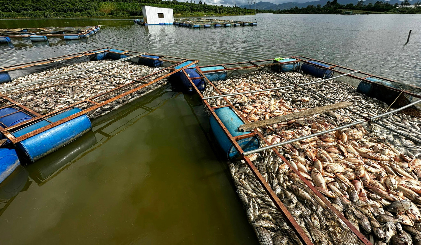 Cá chết la liệt trong lồng nuôi cá ở hồ Mai Thành.