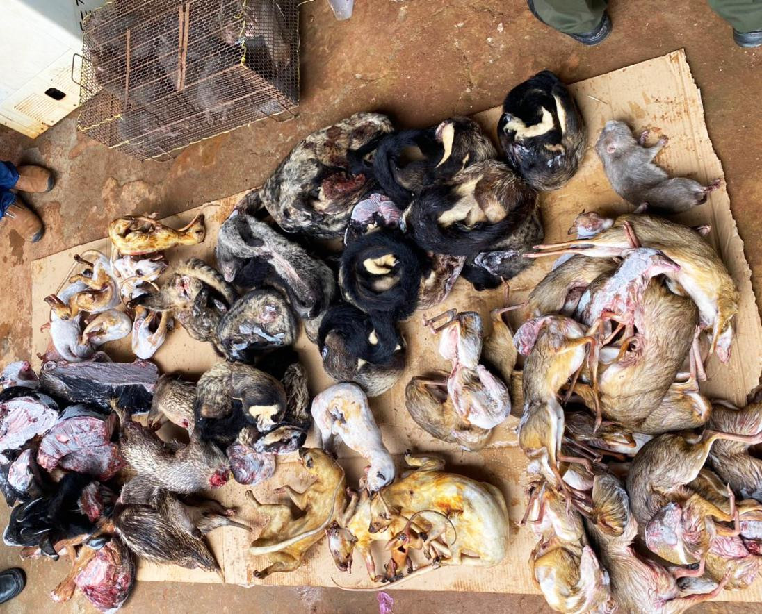 Công an phát hiện nhiều động vật rừng bị nuôi nhốt hoặc cấp đông Công an phát hiện nhiều động vật rừng bị nuôi nhốt hoặc cấp đông