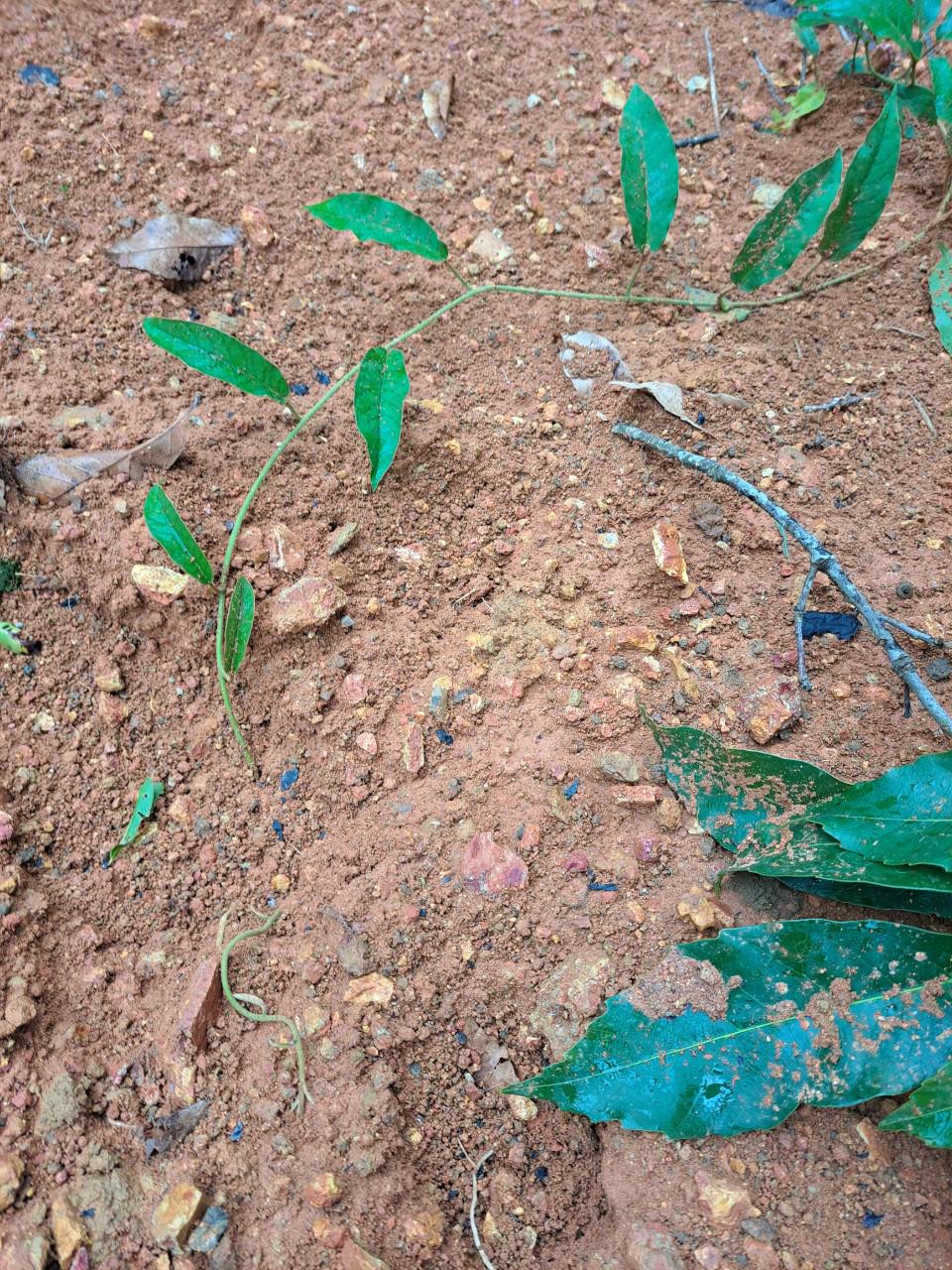 Đất đã vùi lấp dấu chân thú mà người dân phát hiện