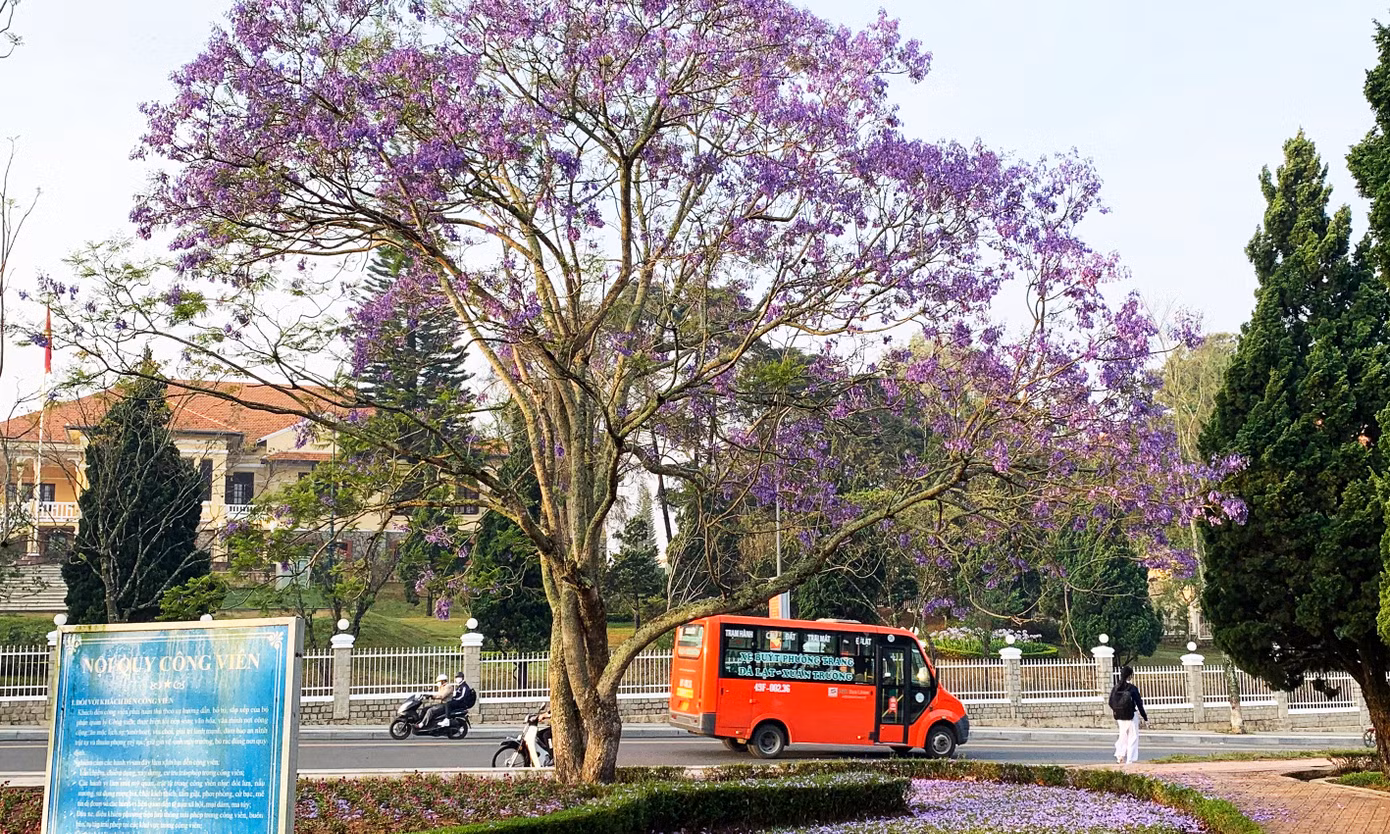 Những thập niên gần đây, nhờ sự tiến bộ của công nghệ nhân giống, phượng tím đã được nhân giống và trồng khắp phố núi Đà Lạt.