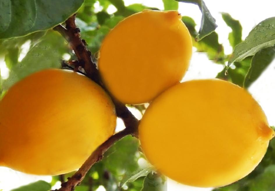 Vú sữa Hoàng Kim