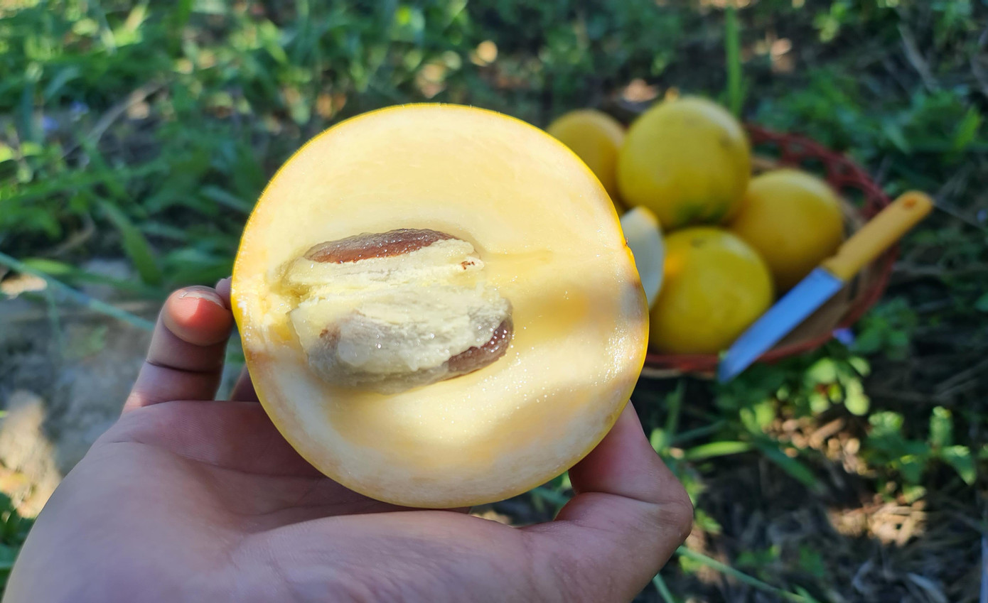 Vỏ quả mỏng, cùi trong