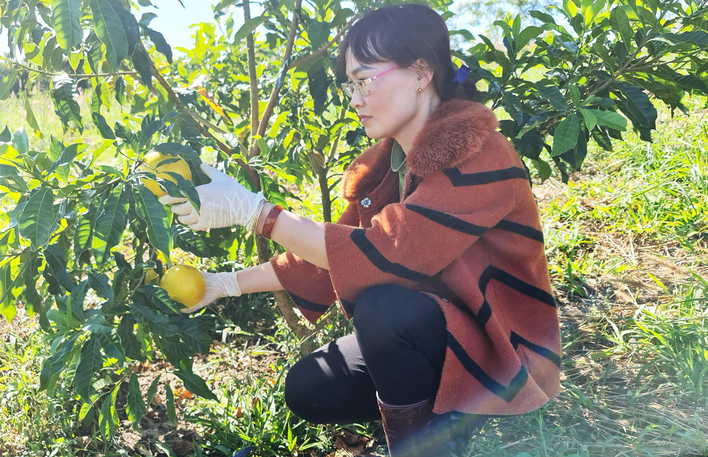 Cây cao dưới 1m thì phải lặt bớt trái nhỏ để cây có đủ dinh dưỡng, tiếp tục phát triển