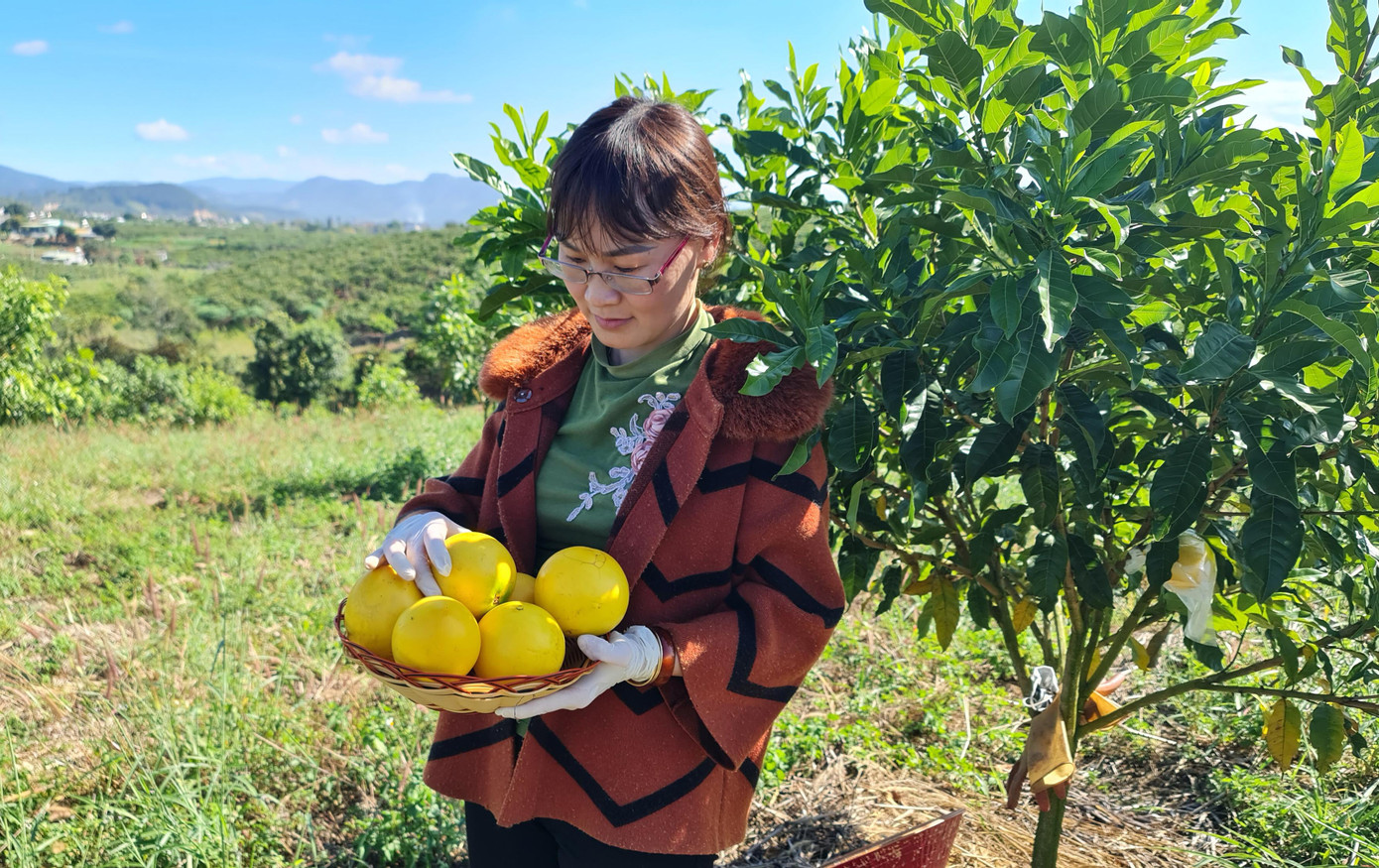 Cây còn nhỏ nhưng đã cho khá nhiều quả