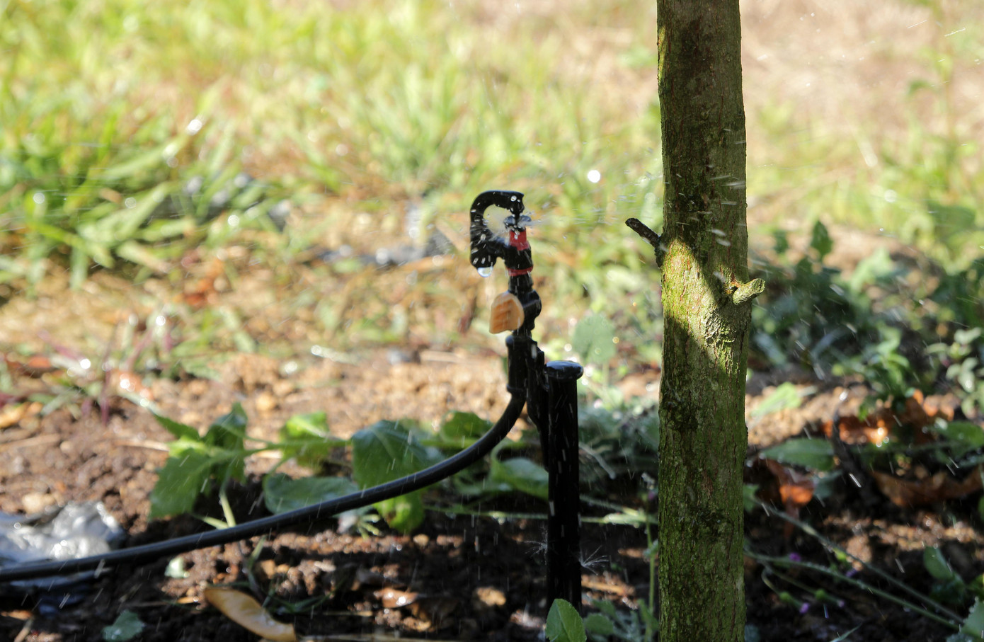 Lắp hệ thống tưới tự động