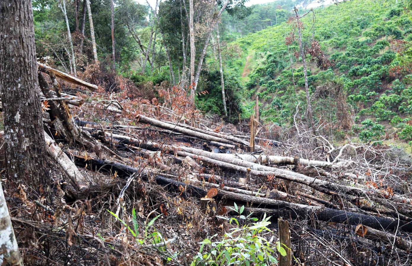 Cây rừng bị cưa hạ nằm ngổn ngang Cây rừng bị cưa hạ nằm ngổn ngang