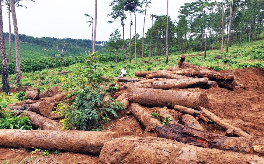 Trồng cà phê lấn rừng ở Lâm Đồng