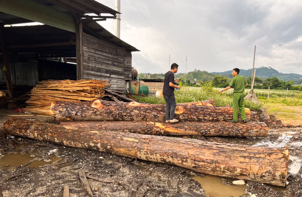 Xưởng chứa gỗ lậu
