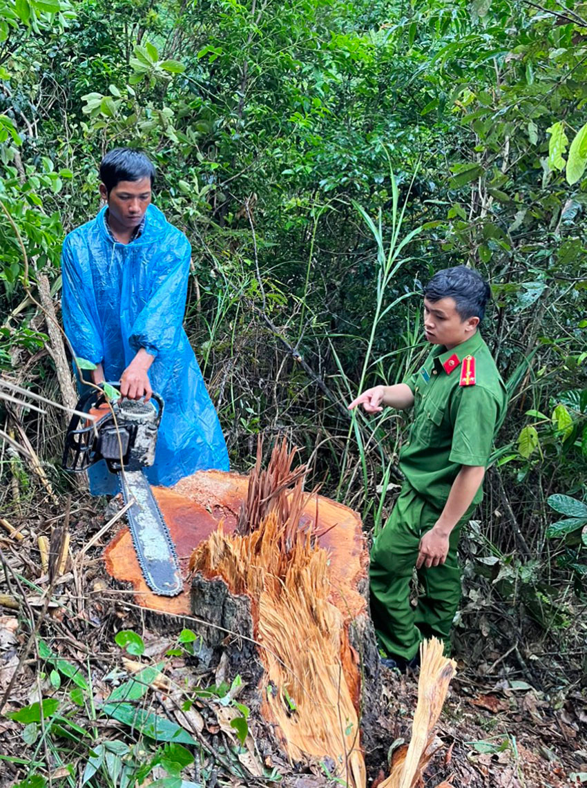 Thực nghiệm hiện trường vụ khai thác gỗ trái phép