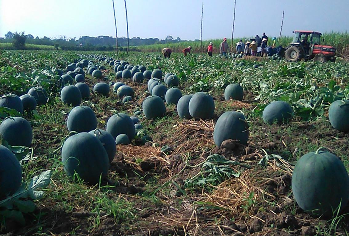 Một ruộng dưa ở huyện Đạ Tẻh Một ruộng dưa ở huyện Đạ Tẻh