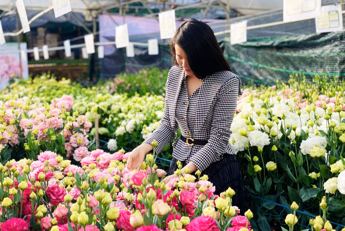 Cát tường cánh xoăn hút khách hàng