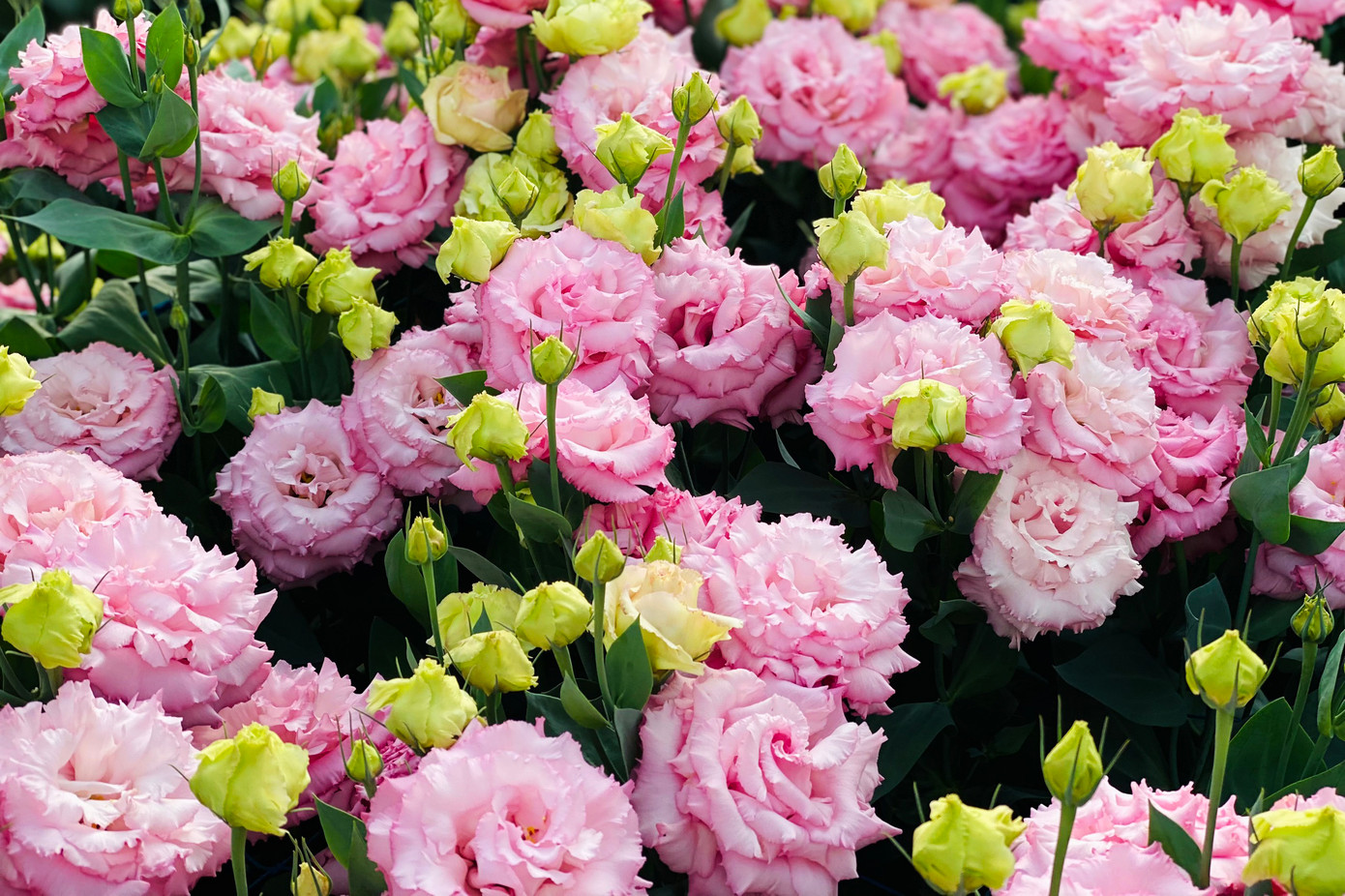 Sắc hoa được ưa thích tại thị trường Tết