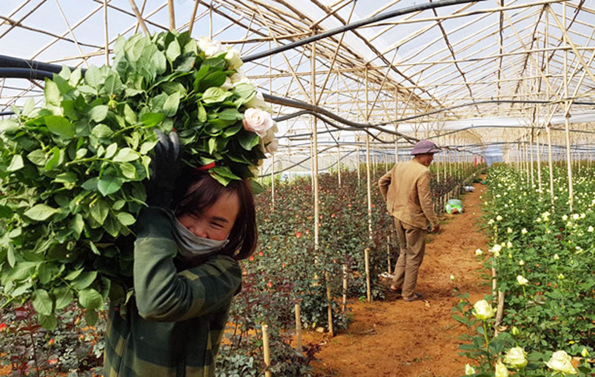 Các nhà vườn hối hả thu hoạch hoa Tết