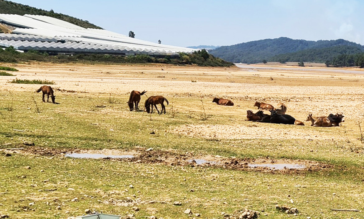 Chăn thả ngựa và bò trong lòng hồ Đan Kia